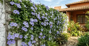 Foto: (Imagem sem texto alternativo disponivel ID [2756529])