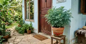 Onde colocar arruda dentro de casa para proteção: o que diz a tradição popular