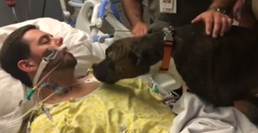 Hospital autoriza que cão se despeça de dono em estado terminal