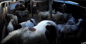 Vídeo expõe o sofrimento de animais explorados em circo fora de turnê