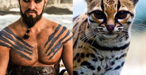 Foto: (Imagem sem texto alternativo disponivel ID [757356])