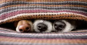 Qual o melhor lugar para o seu cachorro dormir durante o inverno?