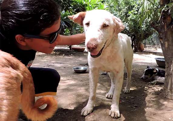 Os voluntários ajudaram o pequeno cão a se recuperar (Reprodução/Animal Aid Unlimited)