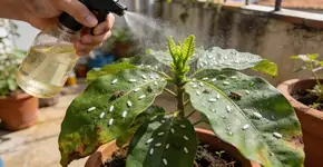 Foto: (Imagem sem texto alternativo disponivel ID [2688560])