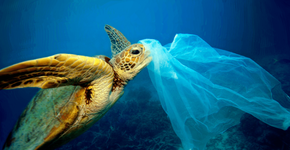 Plástico mata 100 mil animais marinhos todos os anos