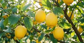 Foto: (Imagem sem texto alternativo disponivel ID [2787619])