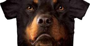 Foto: (Imagem sem texto alternativo disponivel ID [324435])