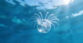 Foto: (Imagem sem texto alternativo disponivel ID [2727318])