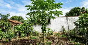 Foto: (Imagem sem texto alternativo disponivel ID [2756326])