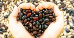 Canadá abre uma das maiores fábricas de proteína vegetal do mundo