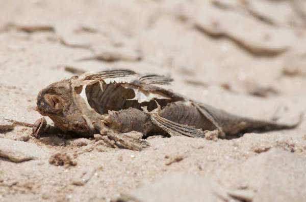 À beira do rio Eme, afluente do Doce, a carcaça de um cascudo jaz sob o sol escaldante. O peixe era um dos que compunham a dieta dos Krenak antes do desastre. Mesmo após a passagem da lama, alguns Krenak ainda arriscam a pesca do animal em afluentes do Doce; a maioria, no entanto, é mais prudente e limita à memória o sabor do peixe