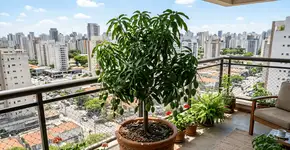 A frutífera que antes era exclusividade do sítio, hoje produz em pequenos vasos na varanda