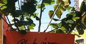 Com poesia e plantio, coletivo luta por mais árvores em Cuiabá