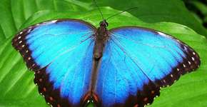 Foto: (Imagem de Garoch por Pixabay)