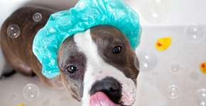 Veja como dar ‘banho seco’ nos animais e economizar água