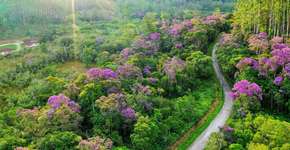 Florada de manacá-da-serra é atrativo no Parque das Neblinas