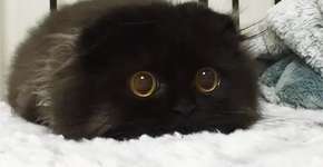 Foto: (Imagem sem texto alternativo disponivel ID [1041763])