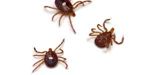 Foto: (epantha/istok)