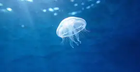 Foto: (Imagem sem texto alternativo disponivel ID [2704539])