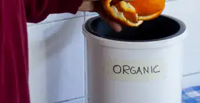 Alimento que geralmente vai para o lixo pode melhorar a saúde cardíaca