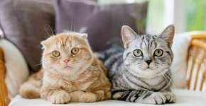 Foto: (Imagem sem texto alternativo disponivel ID [2733474])