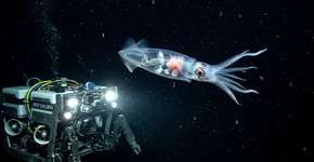 Exploradores submergiram nas profundezas marinhas e registraram uma das lulas mais raras do oceano pela primeira vez, transformando um mito das profundezas em evidência concreta