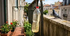 Pendurar garrafas com água e vinagre na varanda: por que é recomendável