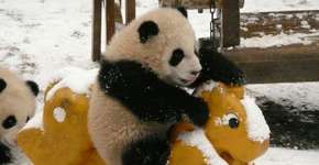 Foto: (Imagem sem texto alternativo disponivel ID [912790])