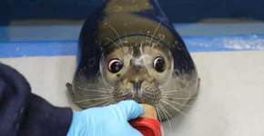 Foto: (Imagem sem texto alternativo disponivel ID [806860])