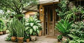 A planta que antes era apenas mato, hoje protege o quintal desse signo