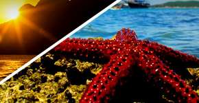 Foto: (Imagem sem texto alternativo disponivel ID [1868094])