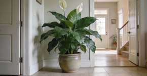 Foto: (Imagem sem texto alternativo disponivel ID [2698543])