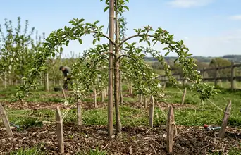 Featured large news: Como fazer uma macieira jovem florescer com a ajuda de uma estaca simples