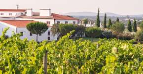 Foto: (Sohadiszno/iStock)