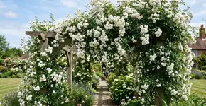 Foto: (Imagem sem texto alternativo disponivel ID [2774304])