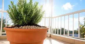 Na Itália, para o alecrim durar anos saudável, o macete não é a rega, mas nunca plantar em vasos que não tenham pedras no fundo