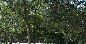 Foto: (Imagem sem texto alternativo disponivel ID [1843521])