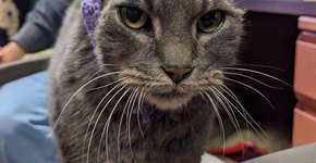 Gata perde as orelhas e ganha um novo par feito de crochê