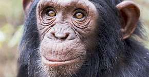 Animais sentem uma dor mais intensa do que seres humanos