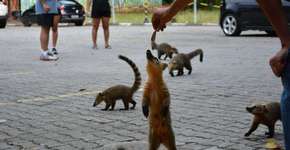 Bloco dos Fofos invade shopping do litoral de São Paulo