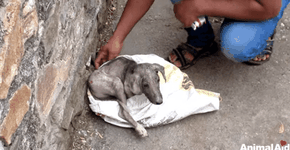 Ligação salva a vida de filhote preso dentro de sacola plástica