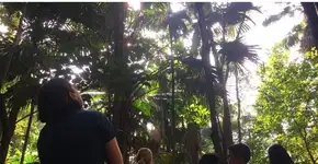 App identifica árvores a partir de contos narrados por cantores