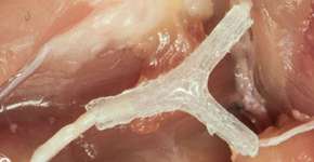 Foto: (Imagem sem texto alternativo disponivel ID [1834389])