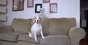 Esta pegadinha de Halloween com um cachorro conquista qualquer um