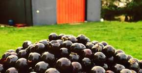 Interior de SP tem festival gastronômico dedicado à jabuticaba