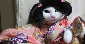 Japoneses vestem os seus gatos com quimonos decorados