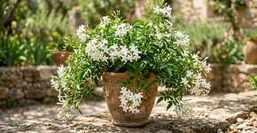 Uma planta elegante que perfuma o jardim e pode ser facilmente cultivada em vaso