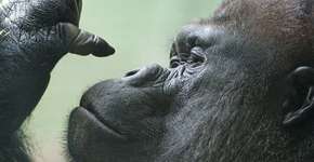 Foto: (Imagem sem texto alternativo disponivel ID [1089547])