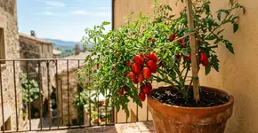 Qual o melhor recipiente para plantar tomate em casa? Fazer essa escolha corretamente determinará o sucesso ou o fracasso da colheita