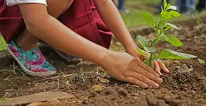 Paquistão paga 63 mil desempregados para plantar 10 bi de árvores